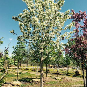 Malus 'Harvest Gold'