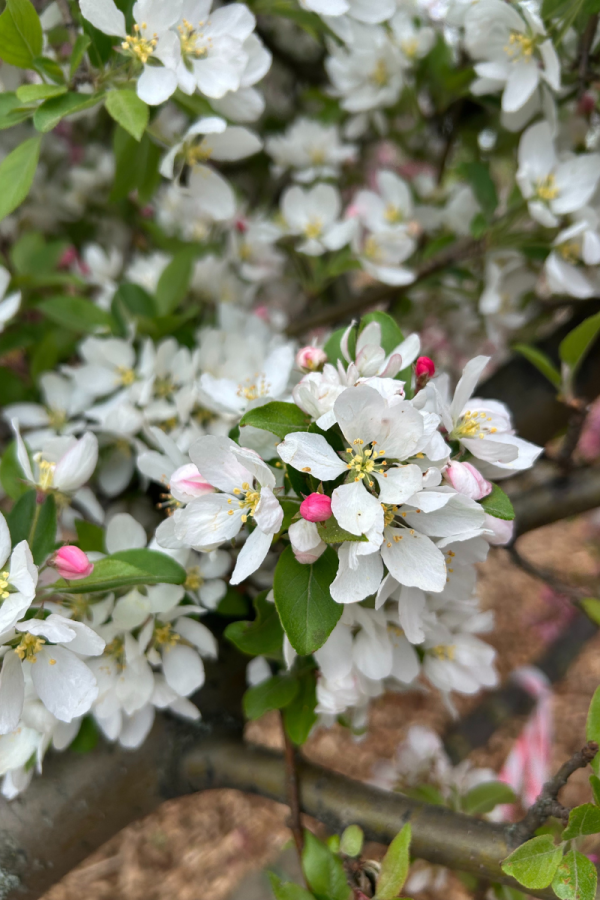 Malus 'Harvest Gold'