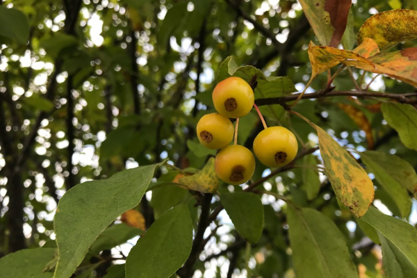 Malus 'Harvest Gold'