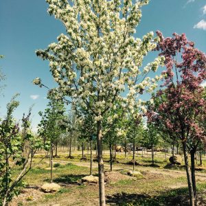Malus 'Harvest Gold' ('Hargozam')