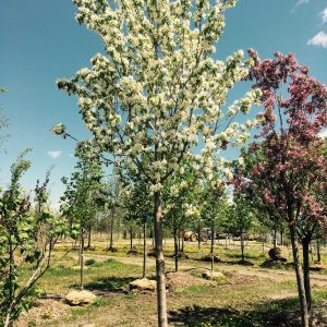 Malus 'Harvest Gold' ('Hargozoam')