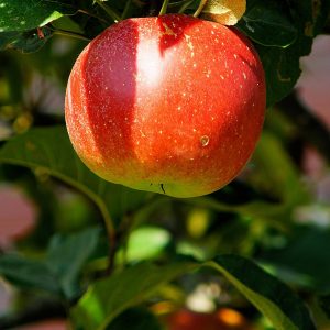 Malus domestica 'Lobo'