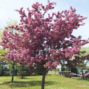 Malus 'Makamik'