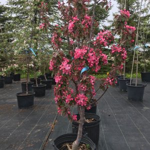 Malus 'Maypole Colonnade'