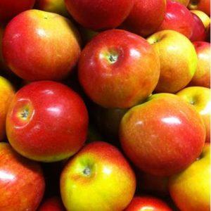 Malus domestica 'McIntosh'