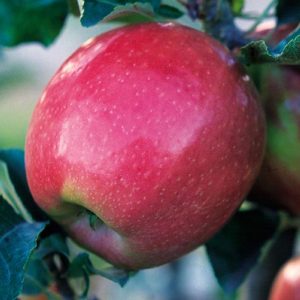 Malus domestica 'Northern Spy'