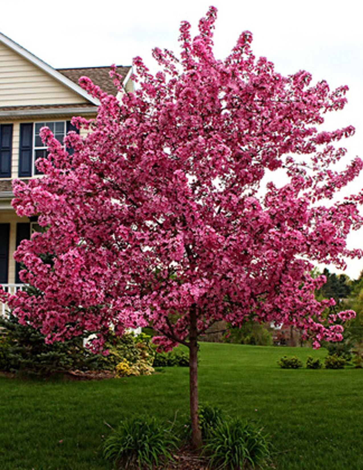 Malus 'Prairifire'Pommetier 'Prairifire' Les Plantations Létourneau