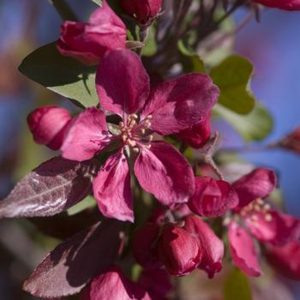 Malus 'Profusion'