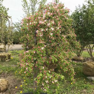 Malus 'Red Jade'