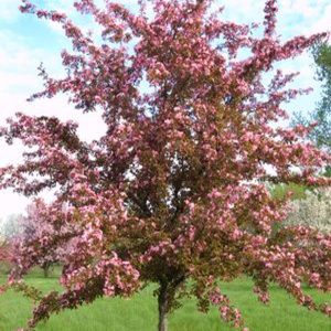 Malus 'Red Splendor'