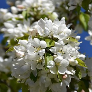 Malus baccata 'Rosthern'