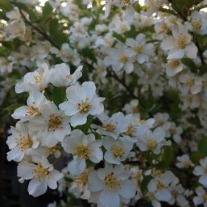 Malus 'Lanzam' ('Sir Lancelot')