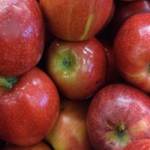 Malus domestica 'Spartan'