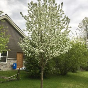 Malus 'Spring Snow'