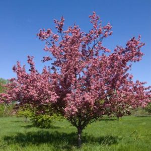 Malus 'Thunderchild'