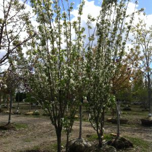 Malus baccata 'Columnaris'