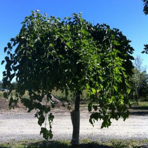 Morus alba 'Pendula'