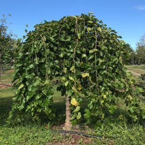 Morus alba 'Chaparral'