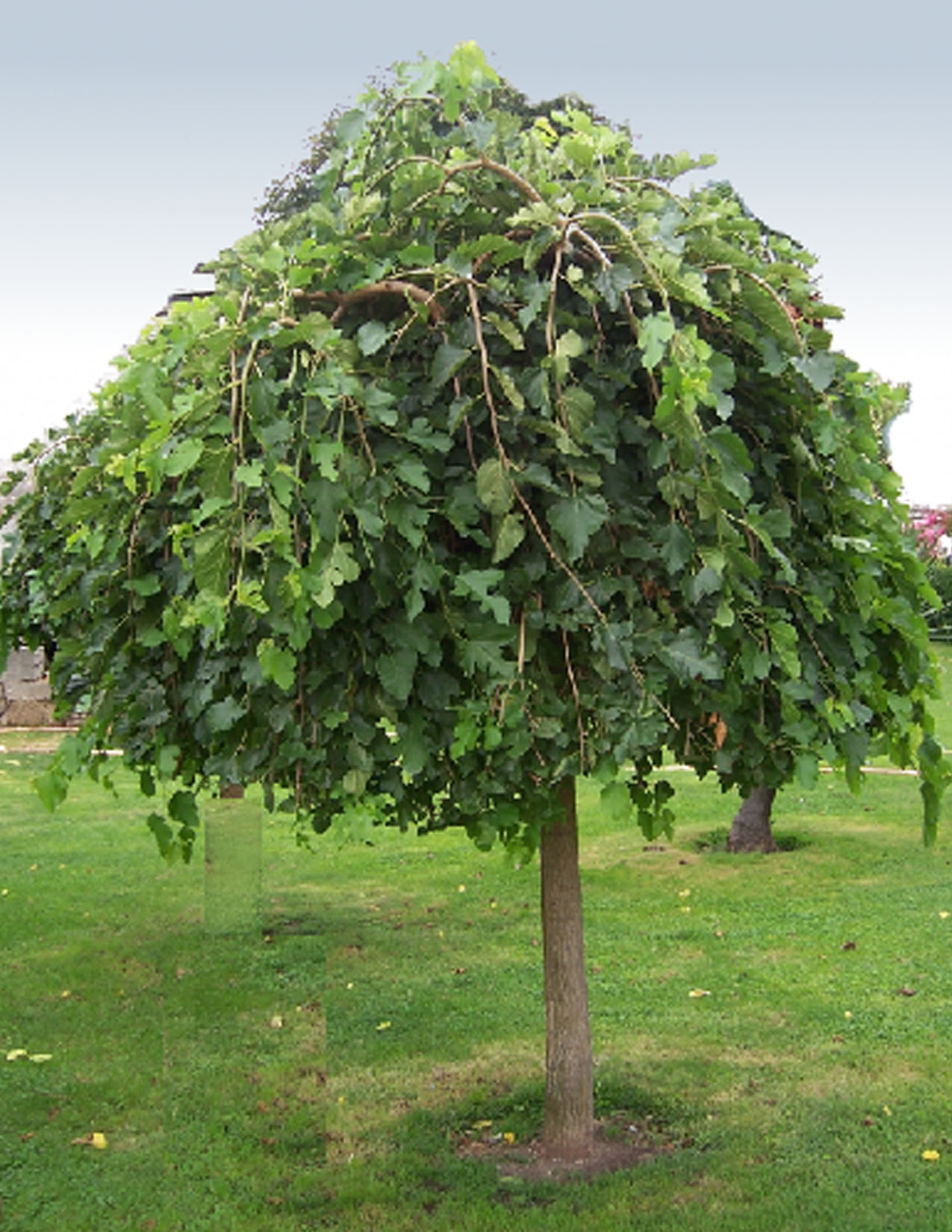 Morus alba 'Pendula'Mûrier blanc pleureur - Les Plantations Létourneau