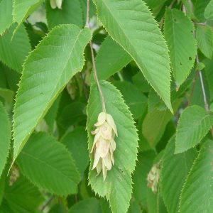 Ostrya virginiana