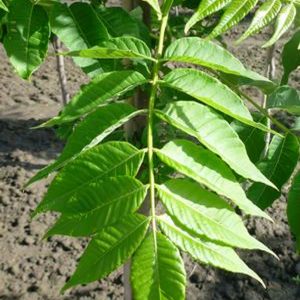 Phellodendron amurense