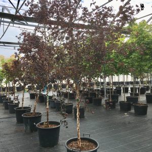Physocarpus opulifolius 'Diabolo'