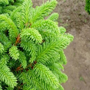 Picea abies 'Little Gem'