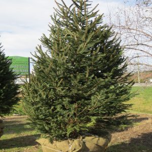 Picea abies