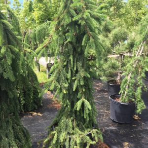 Picea abies 'Pendula'