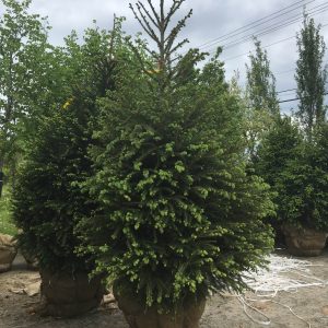 Picea glauca