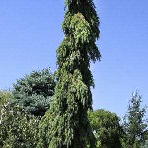 Picea glauca 'Pendula'