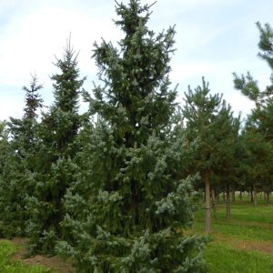 Picea omorika