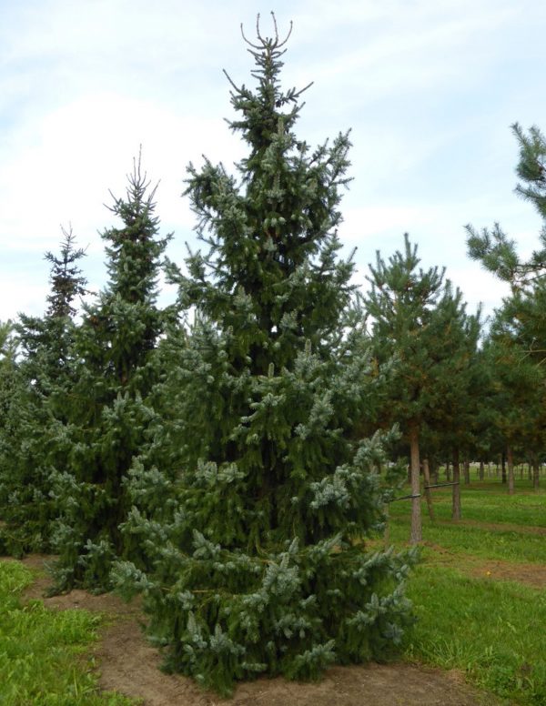 Picea omorika