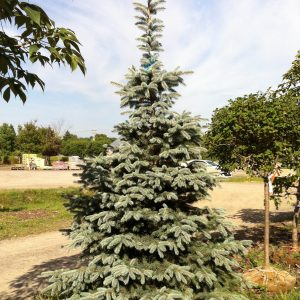 Picea pungens 'Hoopsii'