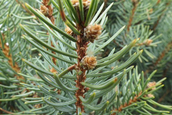 <b><i>Picea pungens 'Iseli Fastigiate'</b></i><br>Épinette du Colorado 'Iseli Fastigiate' – Image 2