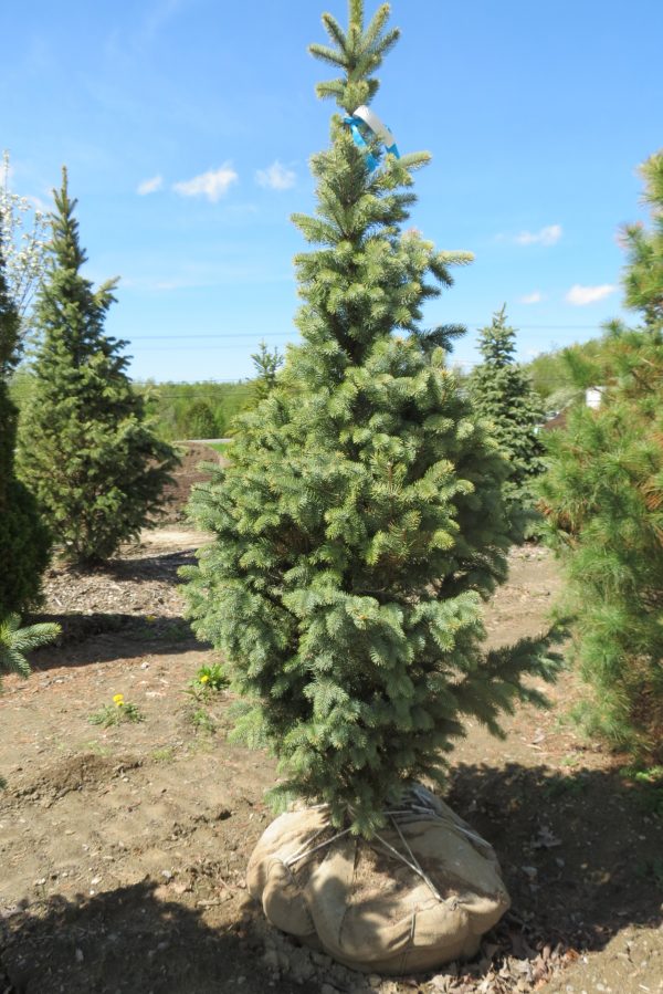 <b><i>Picea pungens 'Iseli Fastigiate'</b></i><br>Épinette du Colorado 'Iseli Fastigiate' – Image 4