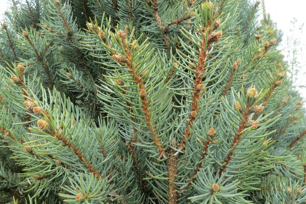 <b><i>Picea pungens 'Iseli Fastigiate'</b></i><br>Épinette du Colorado 'Iseli Fastigiate' – Image 3