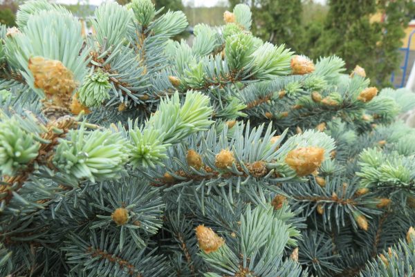 <b><i>Picea pungens 'Glauca Globosa' (tige)</b></i><br>Épinette du Colorado 'Glauca Globosa' sur tige – Image 2