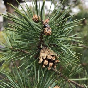 Pinus sylvestris