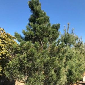 Pinus nigra var. 'Austriaca'