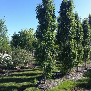 Populus x canescens 'Tower'