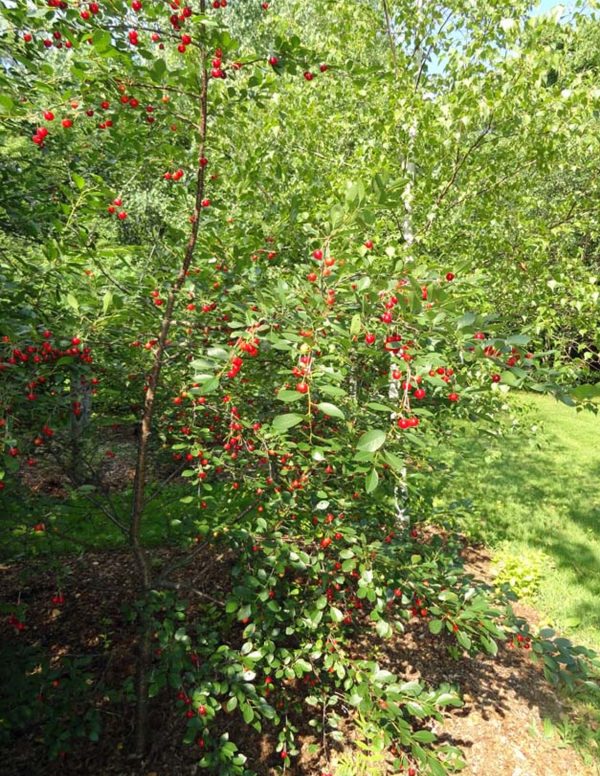 <b><i>Prunus x kerrasis 'Juliet'</b></i><br>Cerisier nain 'Juliet' – Image 3