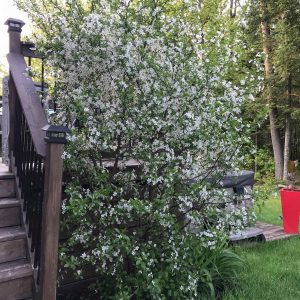 Prunus x kerrasis 'Cupid'