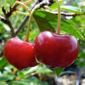Prunus x kerrasis 'Juliet'