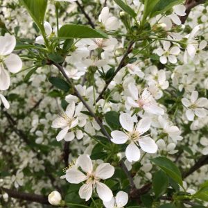 Prunus cerasus 'Evans'