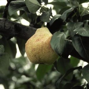 Pyrus communis 'Bartlett'
