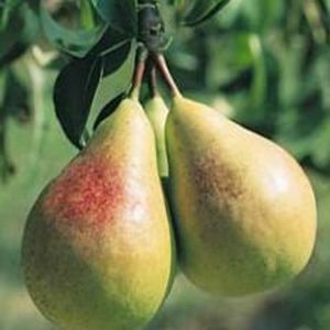 Pyrus communis 'Beauté Flamande'
