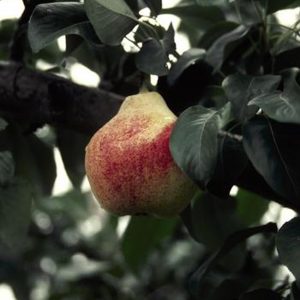 Pyrus communis 'Summercrisp'