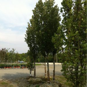 Quercus x warei 'Regal Prince' ('Long')