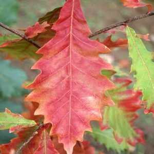Quercus bicolor